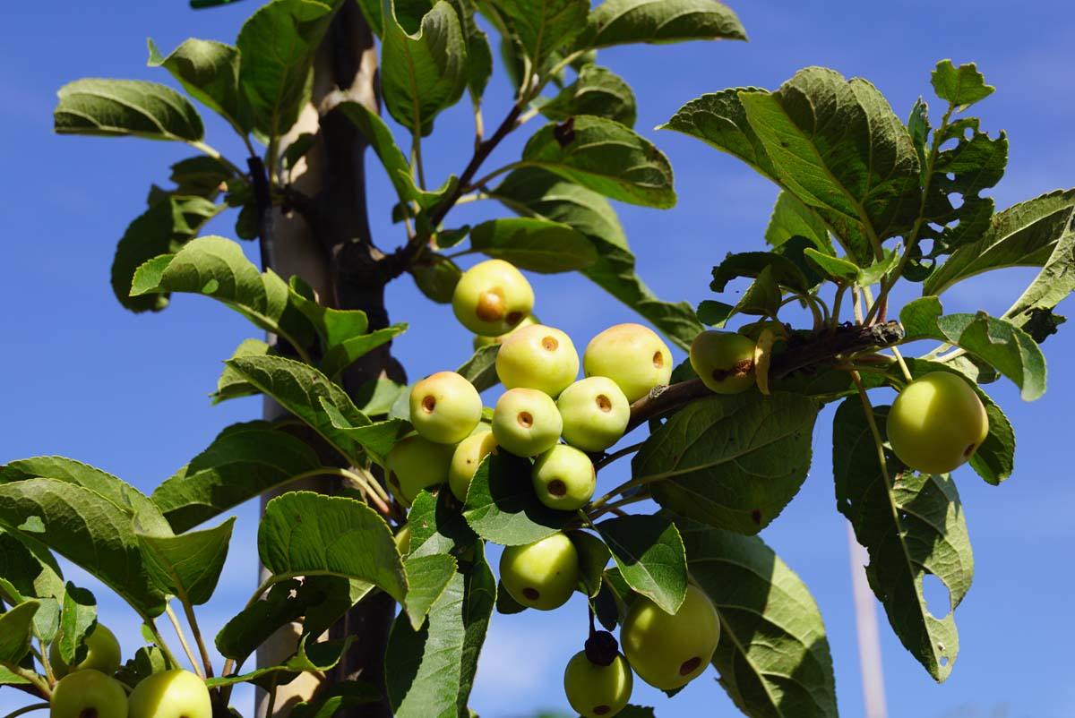 Malus 'Crittenden' op stam