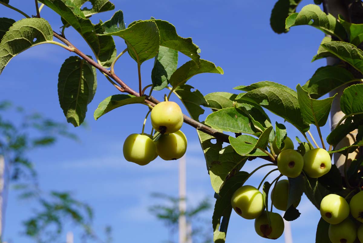 Malus 'Crittenden' op stam