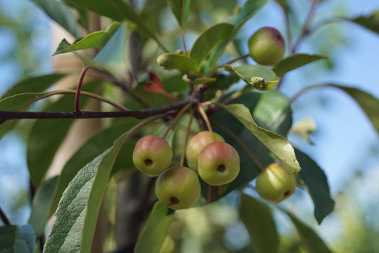 Malus micromalus leiboom