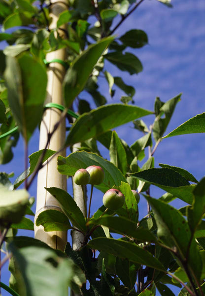 Malus micromalus leiboom