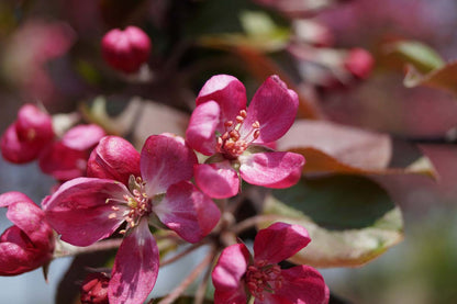 Malus 'Neville Copeman' op stam