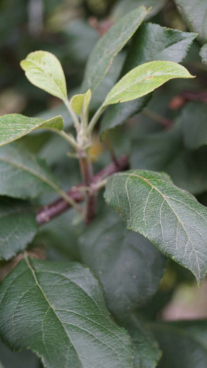 Malus sylvestris solitair