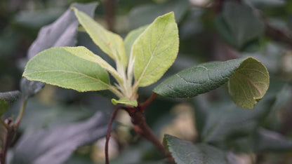 Malus sylvestris meerstammig / struik