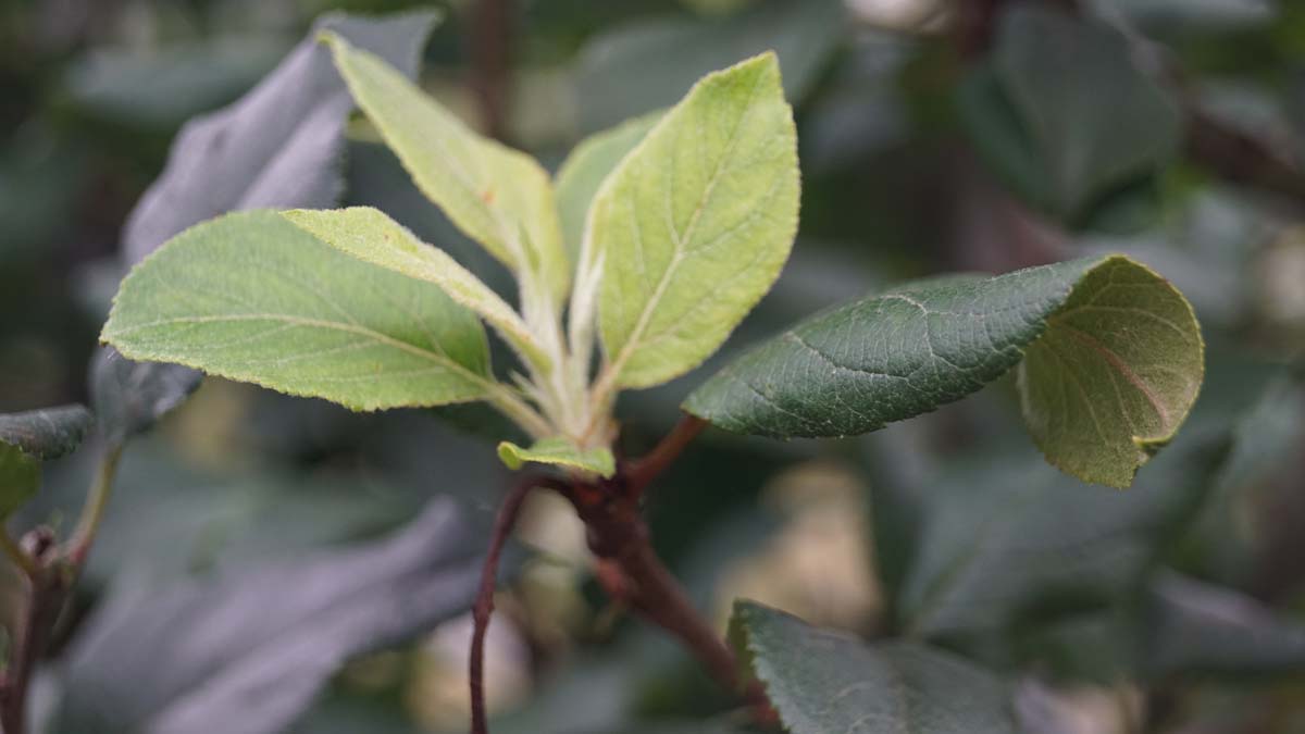 Malus sylvestris haagplant