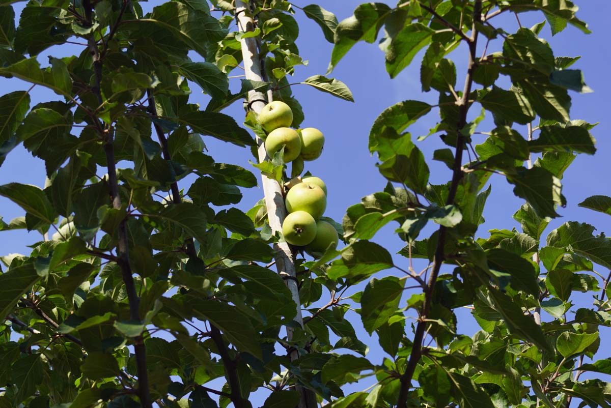 Malus sylvestris solitair