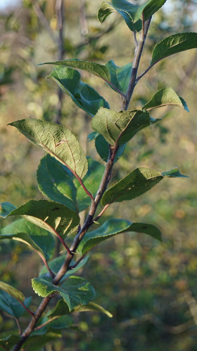 Malus sylvestris solitair