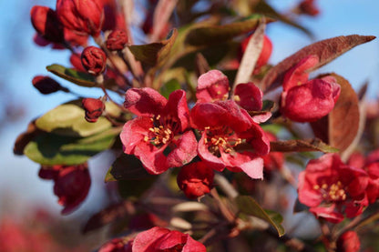 Malus 'Profusion' op stam