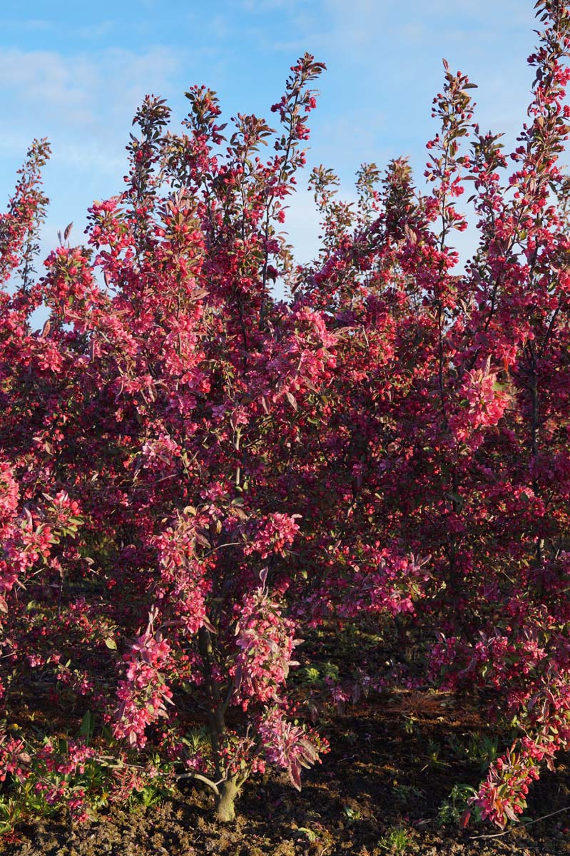 Malus 'Profusion' op stam