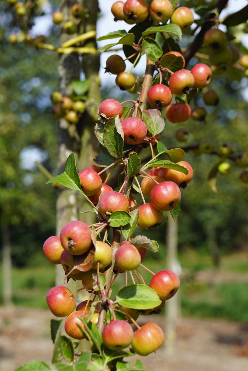 Malus 'Red Sentinel' meerstammig / struik sierappel