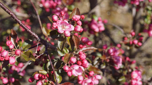 Malus 'Rudolph' leiboom bloem