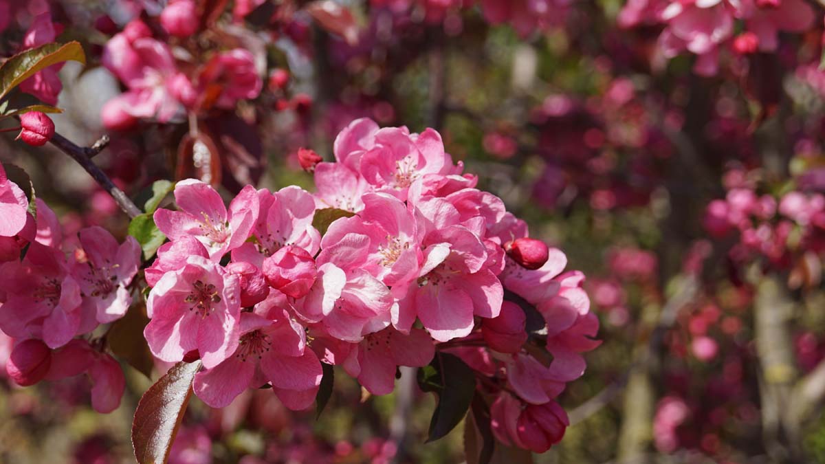 Malus 'Rudolph' leiboom bloem