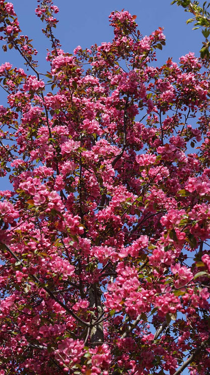 Malus 'Rudolph' leiboom bloesem