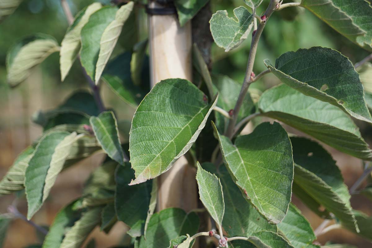 Malus tschonoskii op stam