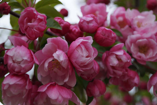 Malus 'Van Eseltine' meerstammig / struik