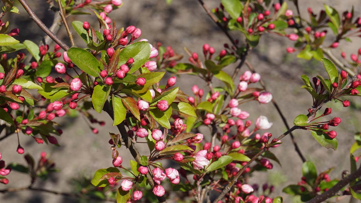 Malus 'Winter Gold' meerstammig / struik