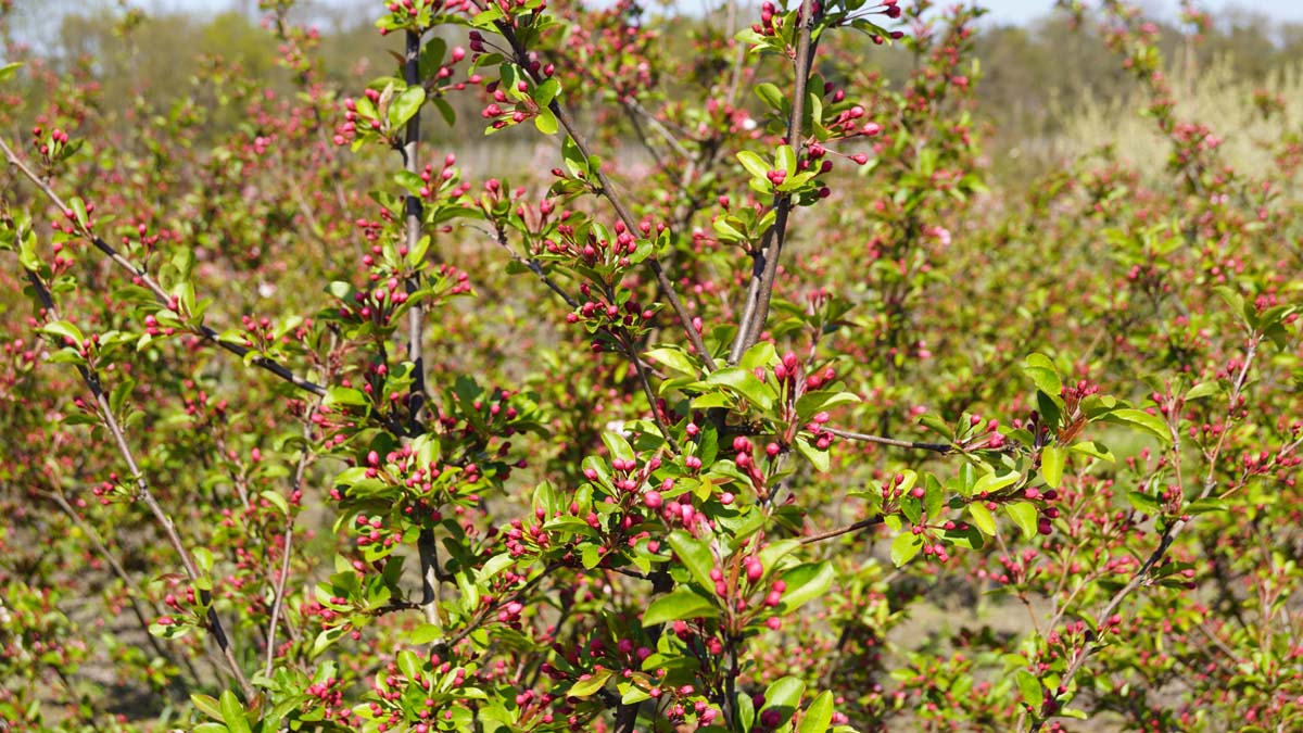 Malus 'Winter Gold' meerstammig / struik