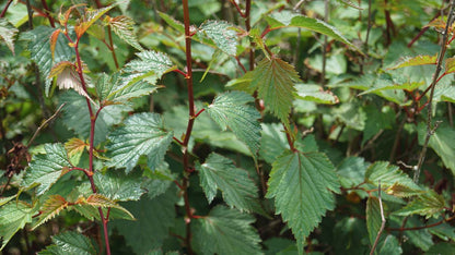 Neillia affinis meerstammig / struik blad