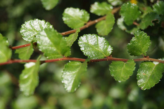 Nothofagus antarctica op stam