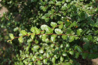 Nothofagus antarctica meerstammig / struik