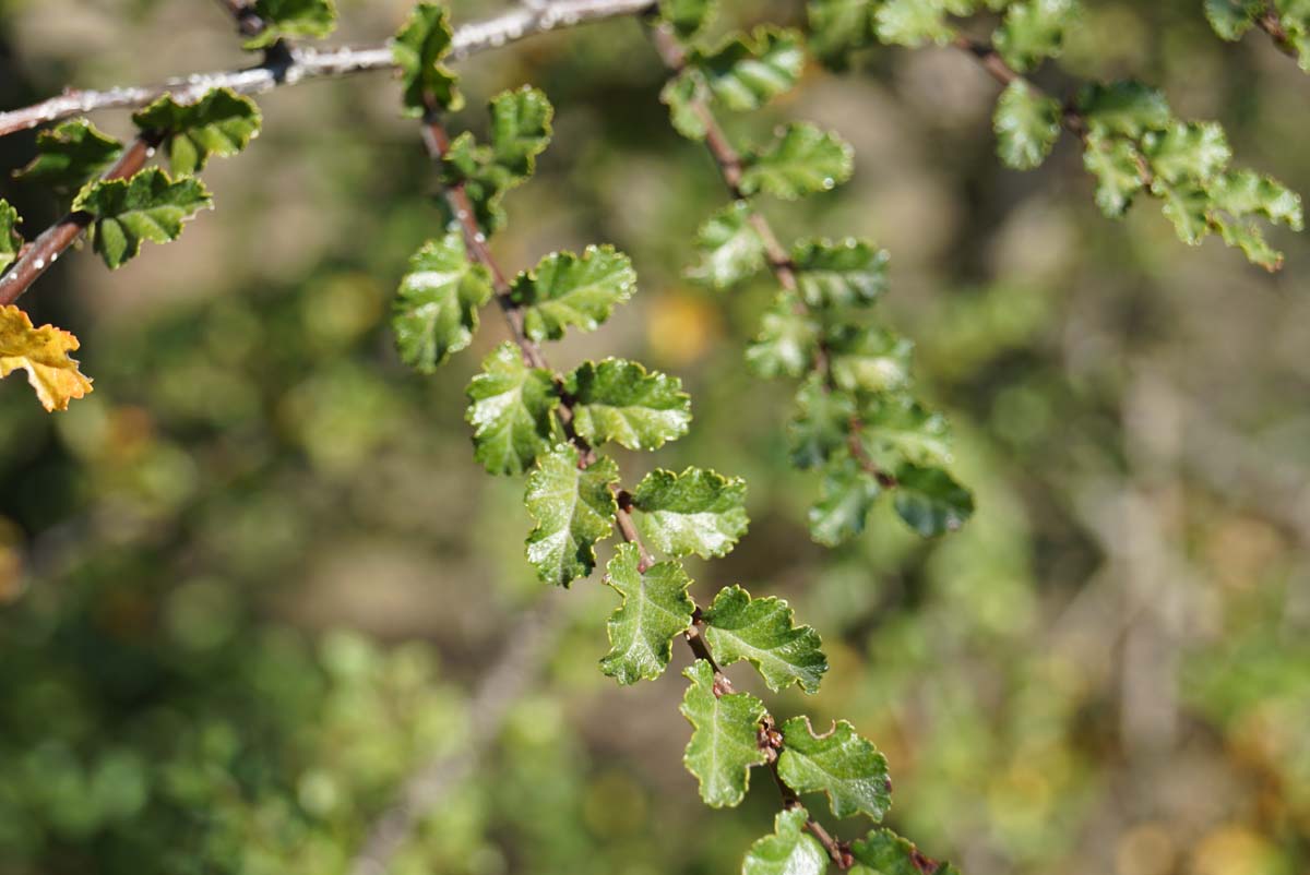 Nothofagus antarctica op stam