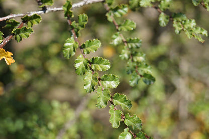 Nothofagus antarctica op stam