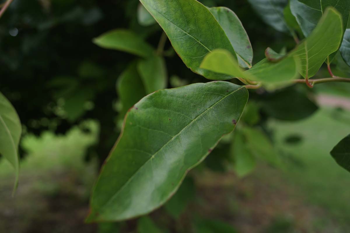 Nyssa sylvatica Tuinplanten blad