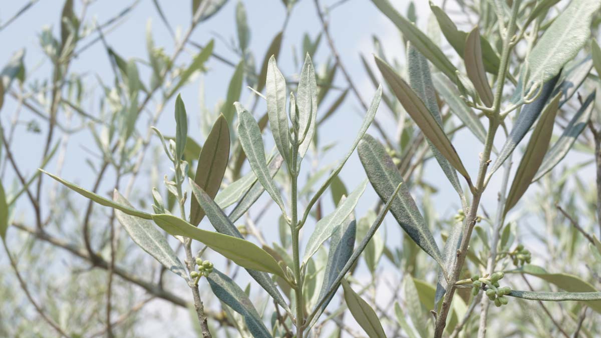 Olea europaea op stam