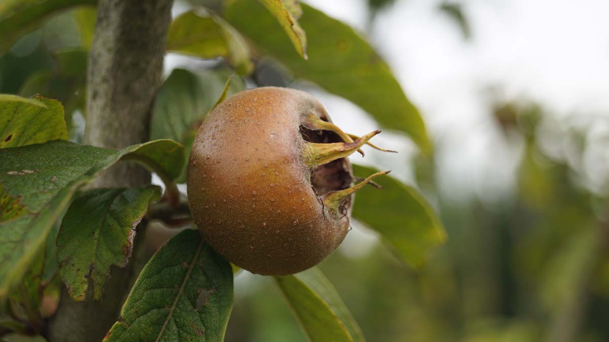 Mespilus germanica solitair vrucht