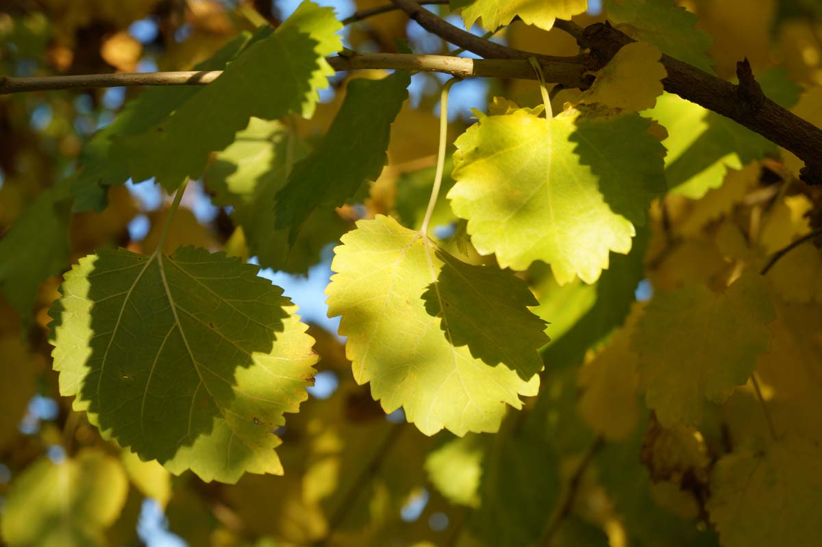 Morus alba meerstammig / struik