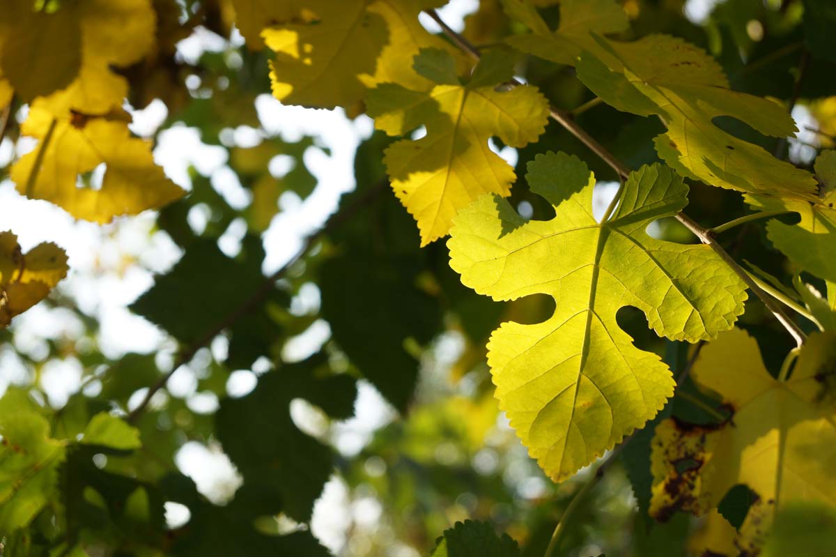 Morus alba solitair