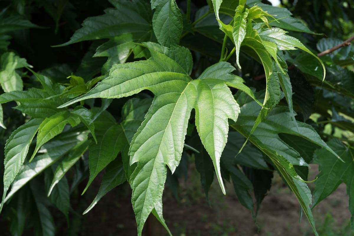 Morus alba 'Macrophylla' dakboom