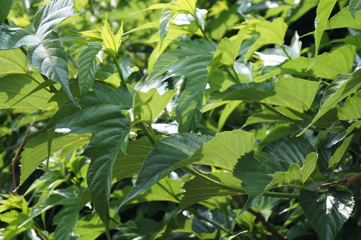 Morus alba 'Macrophylla' dakboom