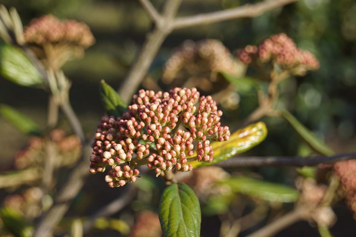 Osmanthus burkwoodii haagplant bloem