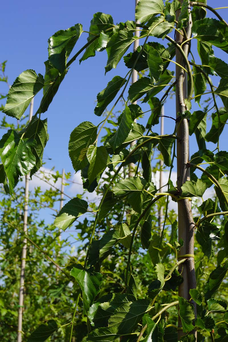 Morus alba 'Pendula' op stam