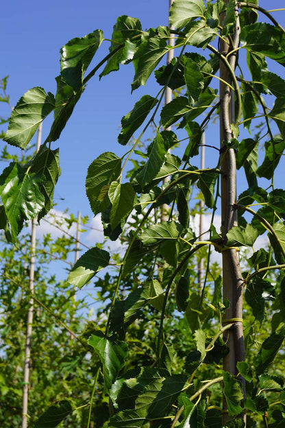 Morus alba 'Pendula' op stam