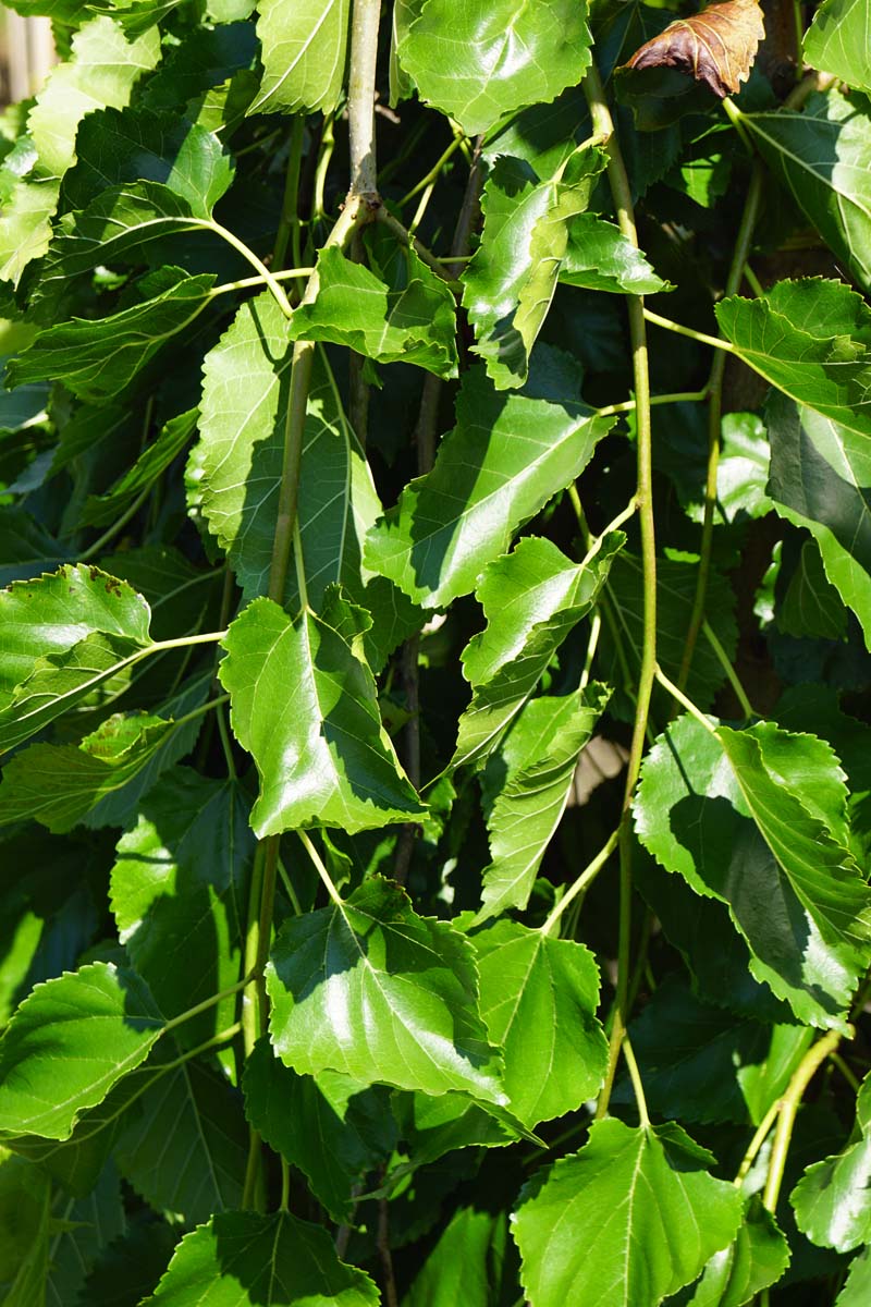 Morus alba 'Pendula' op stam