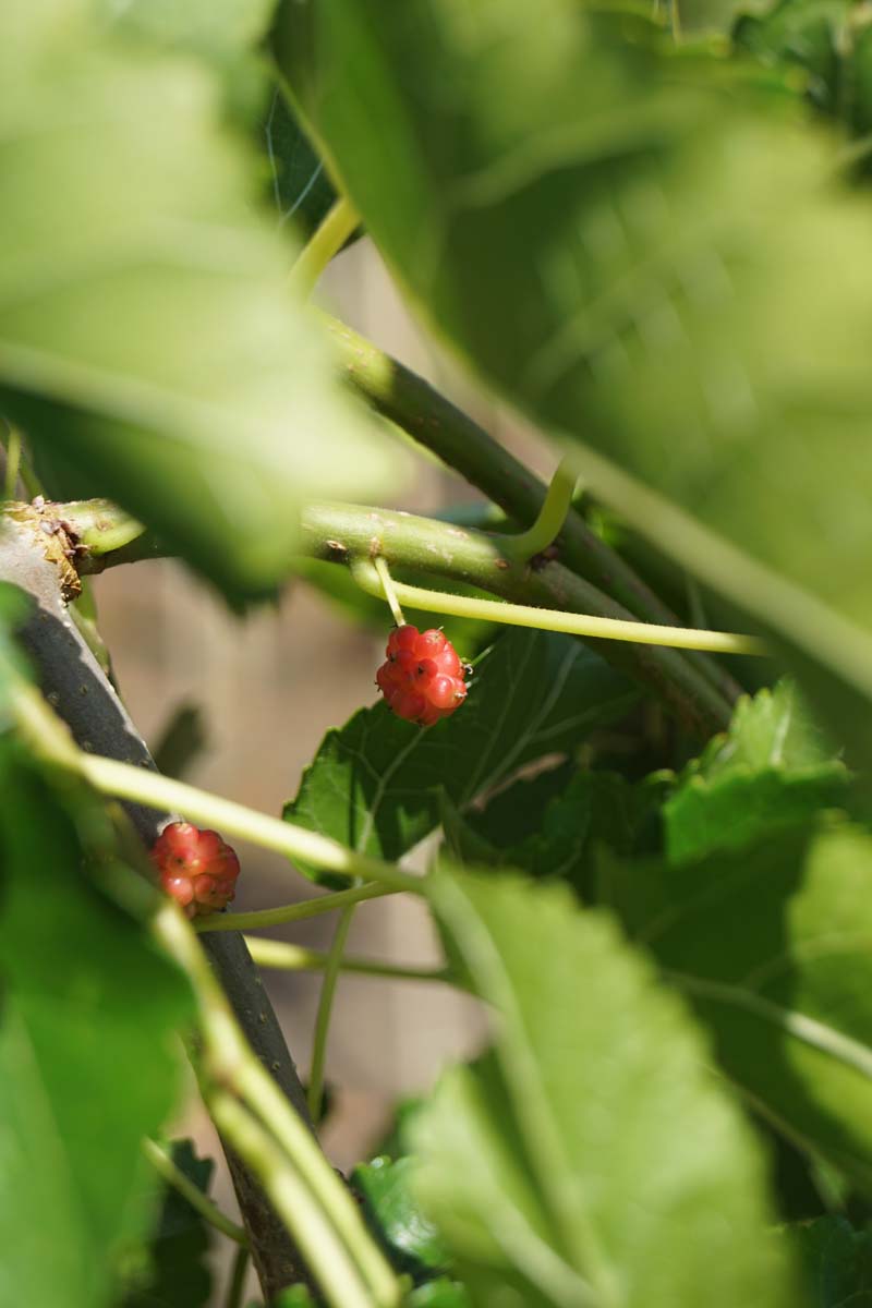 Morus alba 'Pendula' op stam vrucht