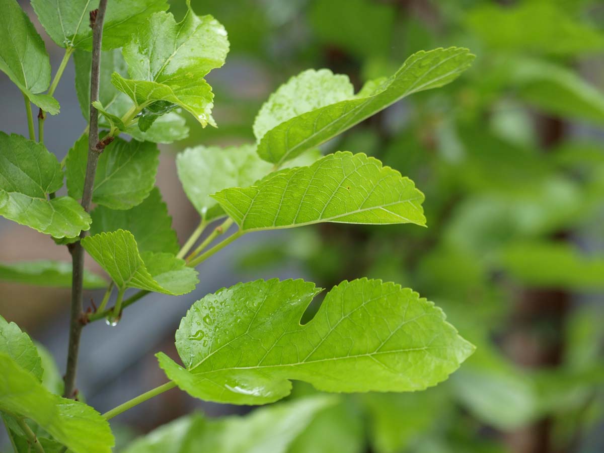 Morus alba 'Pyramidalis' op stam