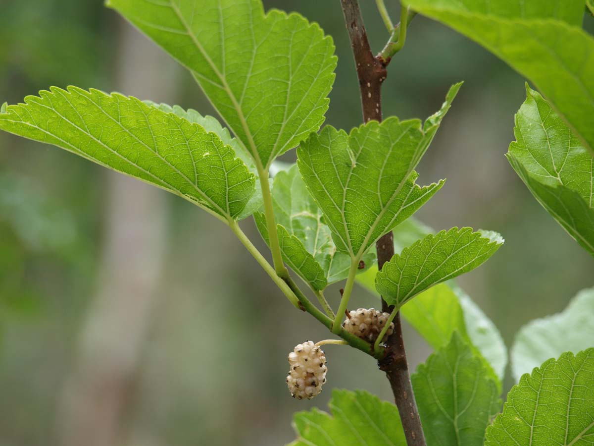 Morus alba 'Pyramidalis' op stam