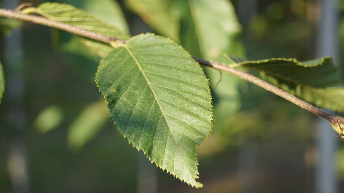 Ostrya carpinifolia dakboom