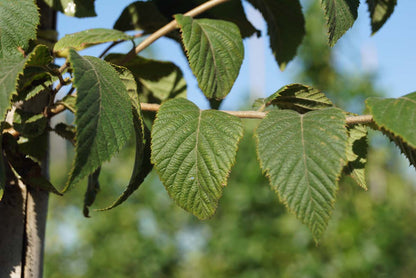 Ostrya carpinifolia op stam