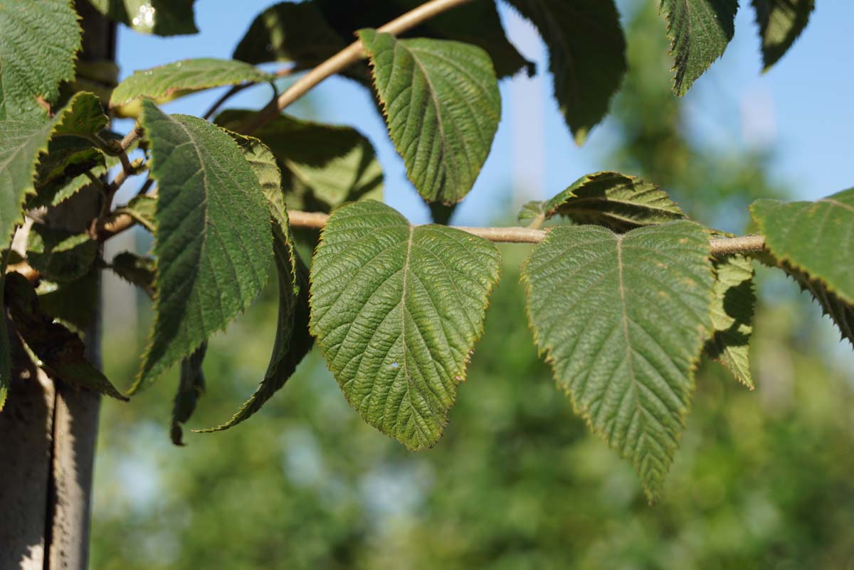 Ostrya carpinifolia dakboom