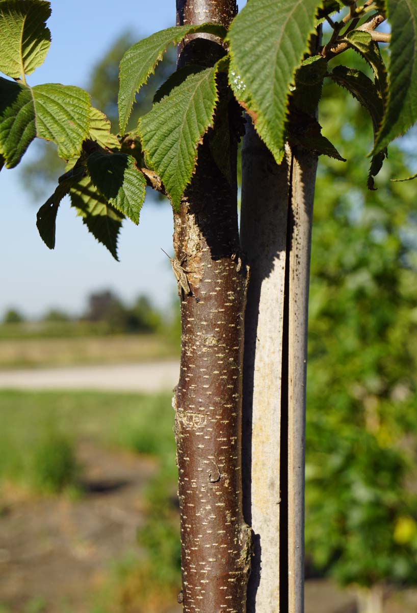 Ostrya japonica meerstammig / struik