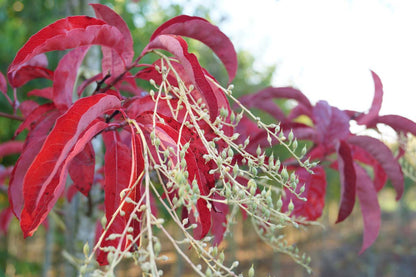 Oxydendrum arboreum solitair bloem