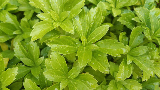 Pachysandra terminalis 'Green Carpet'