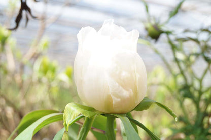 Paeonia delavayi Tuinplanten