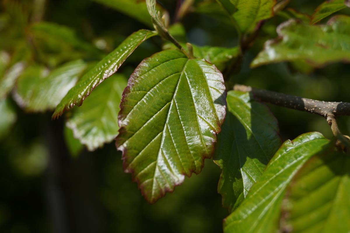 Parrotia persica dakboom blad