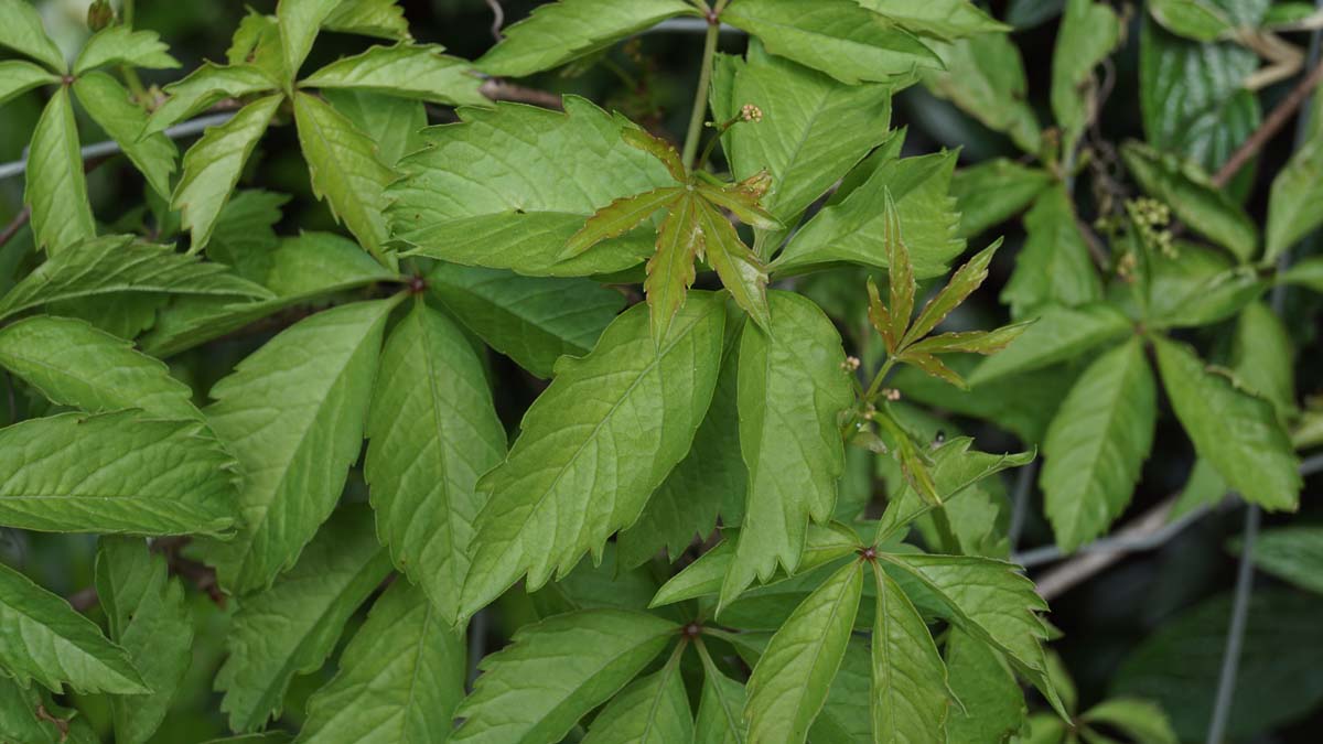 Parthenocissus quinquefolia meerstammig / struik blad