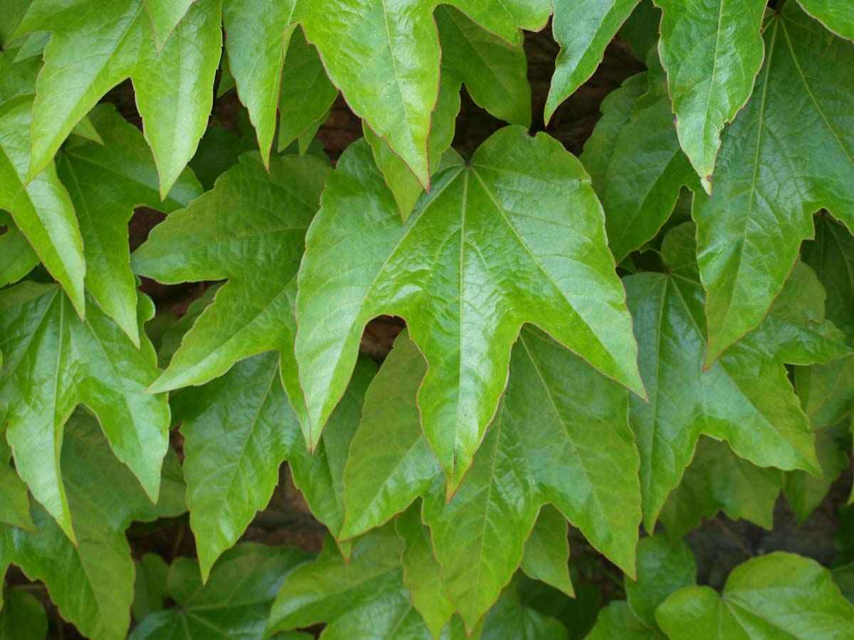 Parthenocissus tricuspidata