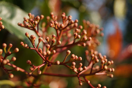 Photinia fraseri 'Red Robin' Tuinplanten bloemknop